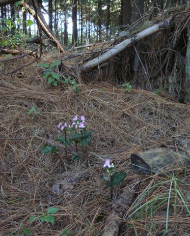 Disperis virginalis living as if it will outlive the forest